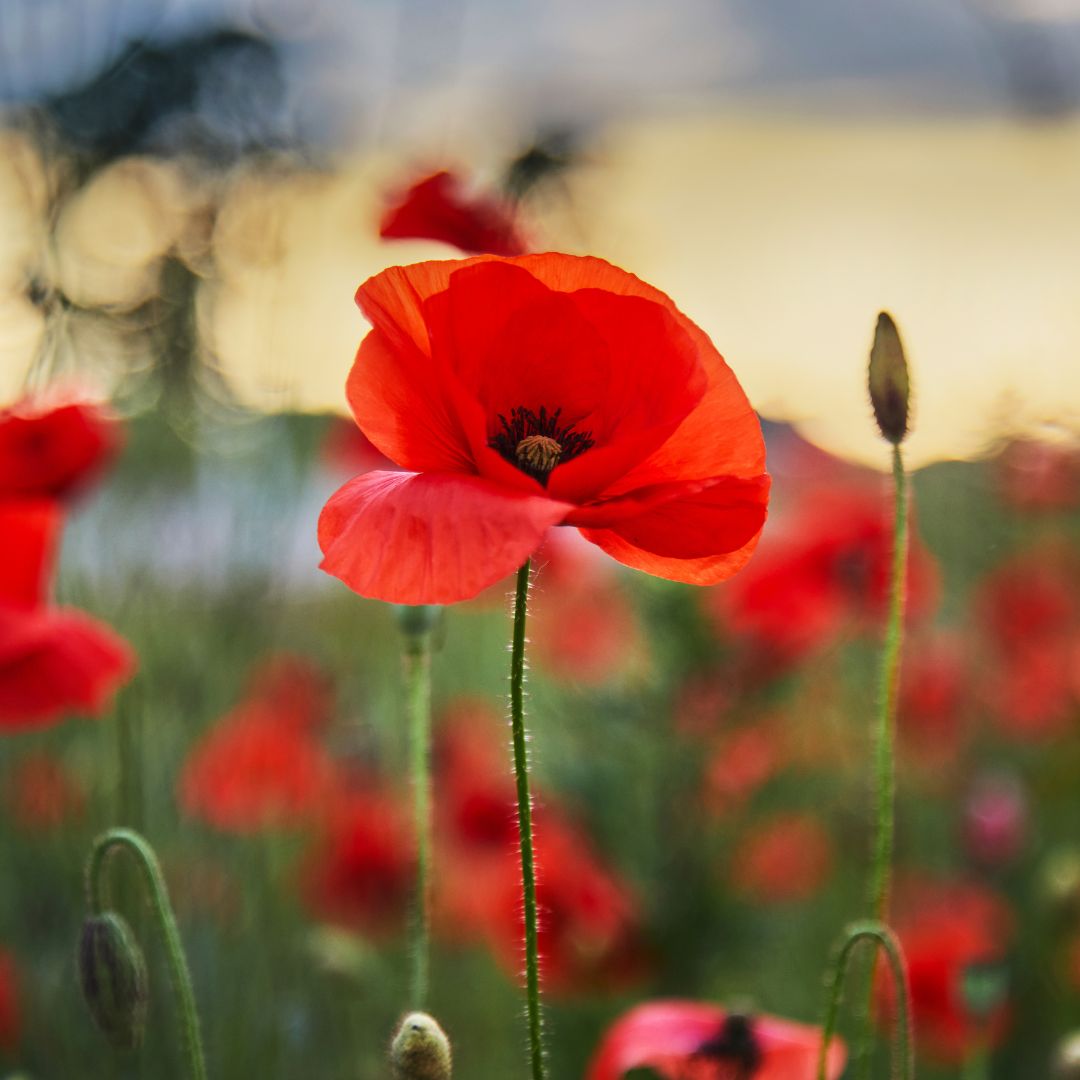 Image for Remembrance Day Ceremony
